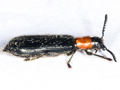 Tillus elongatus